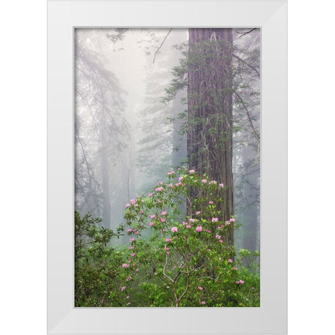 Pacific Rhododendron in foggy redwood forest-Redwood National Park, White Modern Wood Framed Art Print by Jones, Adam