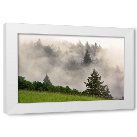 Hillside of evergreen trees among fog-Bald Hills Road-California White Modern Wood Framed Art Print by Jones, Adam