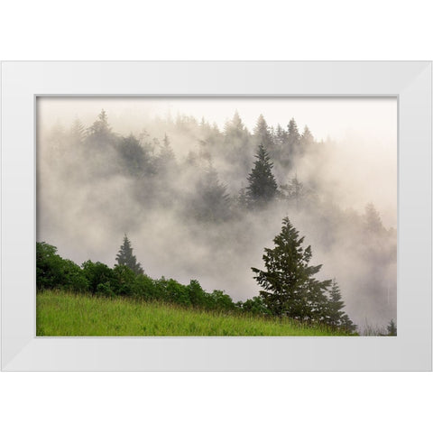 Hillside of evergreen trees among fog-Bald Hills Road-California White Modern Wood Framed Art Print by Jones, Adam