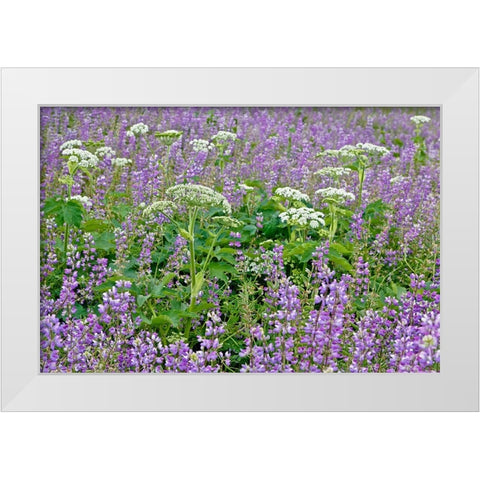 Cow parsnip and purple lupine flowers and tree in fog-Bald Hills Road-California White Modern Wood Framed Art Print by Jones, Adam