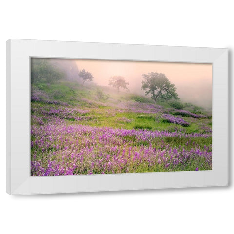 Purple Lupine flowers and tree in foggy sunrise-Bald Hills Road-California White Modern Wood Framed Art Print by Jones, Adam