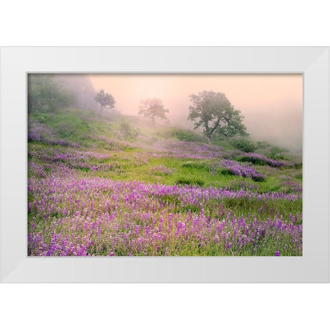 Purple Lupine flowers and tree in foggy sunrise-Bald Hills Road-California White Modern Wood Framed Art Print by Jones, Adam