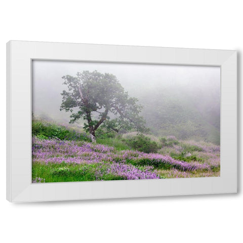 Purple Lupine flowers and tree in fog-Bald Hills Road-California White Modern Wood Framed Art Print by Jones, Adam