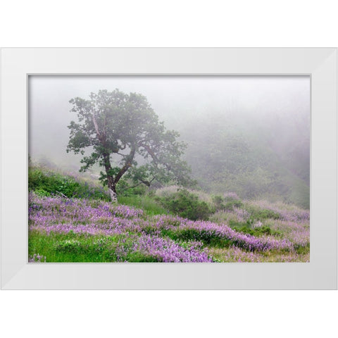 Purple Lupine flowers and tree in fog-Bald Hills Road-California White Modern Wood Framed Art Print by Jones, Adam