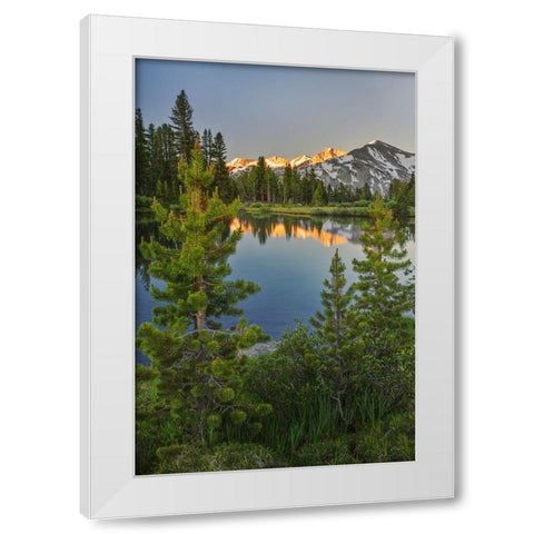 Alpine tarn-Tuolumne Meadows sunrise-Yosemite National Park-California White Modern Wood Framed Art Print by Jones, Adam