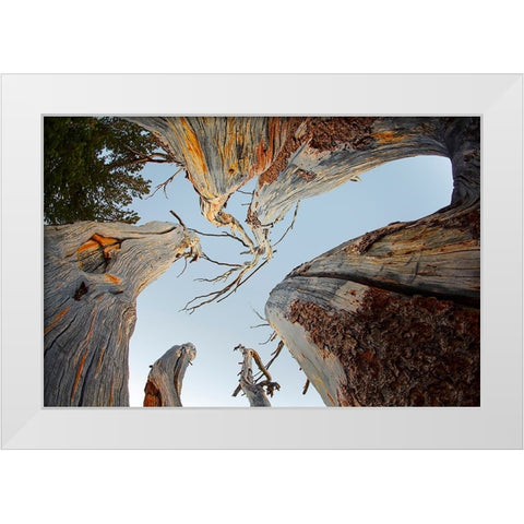 Upward view of twisted pine trees-Tuolumne Meadows-Yosemite National Park-California White Modern Wood Framed Art Print by Jones, Adam