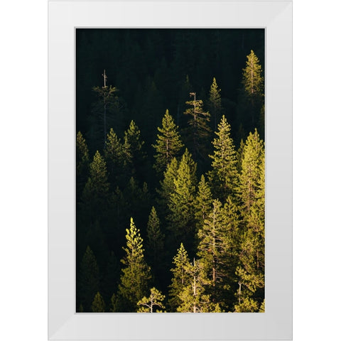 Pine trees at sunset-Yosemite National Park-California White Modern Wood Framed Art Print by Jones, Adam
