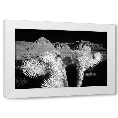 Joshua tree-Mojave Desert-California White Modern Wood Framed Art Print by Jones, Adam