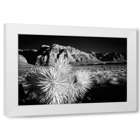 Joshua tree-Mojave Desert-California White Modern Wood Framed Art Print by Jones, Adam
