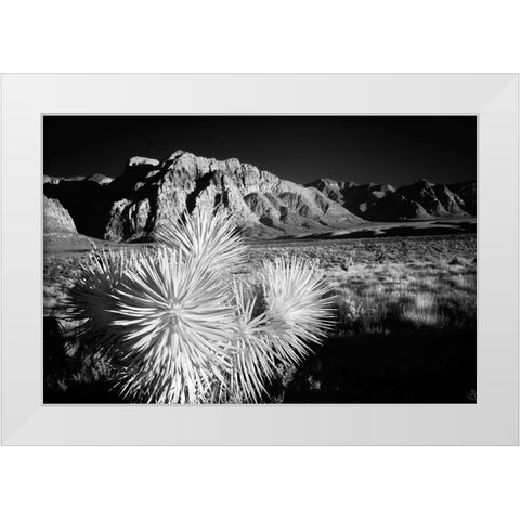 Joshua tree-Mojave Desert-California White Modern Wood Framed Art Print by Jones, Adam