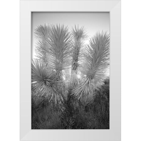 Joshua tree-Mojave Desert-California White Modern Wood Framed Art Print by Jones, Adam
