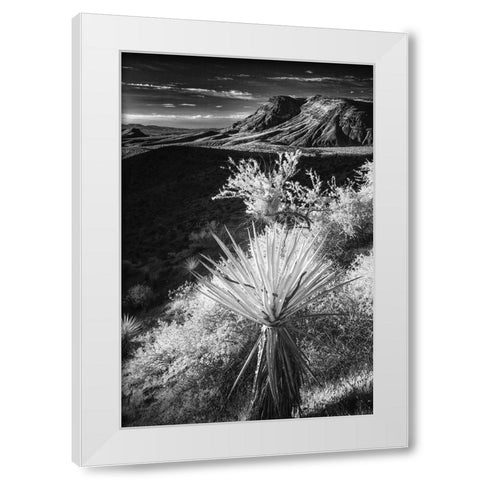 Yucca plant and desert landscape-Mojave Desert-California White Modern Wood Framed Art Print by Jones, Adam