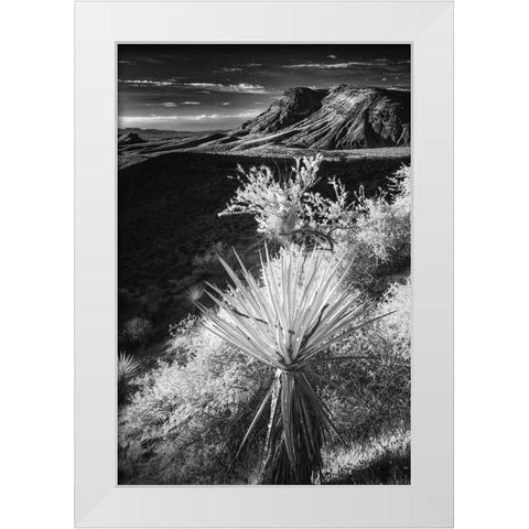 Yucca plant and desert landscape-Mojave Desert-California White Modern Wood Framed Art Print by Jones, Adam