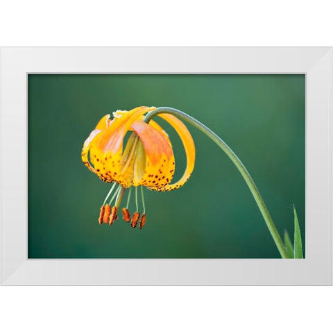 Sierra Tiger Lily-Yosemite National Park-California White Modern Wood Framed Art Print by Jones, Adam