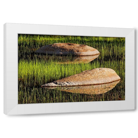 Rocks and grass at first light-Tuolumne Meadows-Yosemite National Park-California White Modern Wood Framed Art Print by Jones, Adam