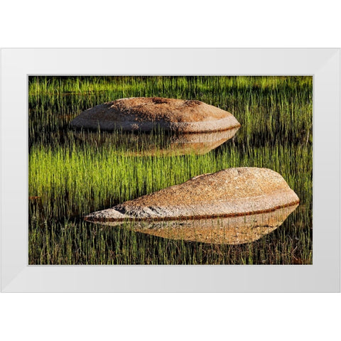 Rocks and grass at first light-Tuolumne Meadows-Yosemite National Park-California White Modern Wood Framed Art Print by Jones, Adam