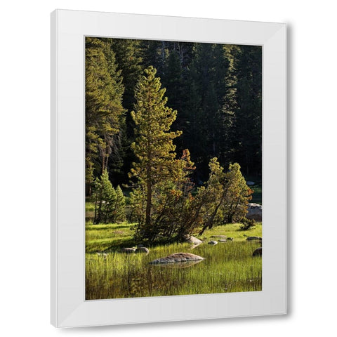 Rocks and grass at first light-Tuolumne Meadows-Yosemite National Park-California White Modern Wood Framed Art Print by Jones, Adam