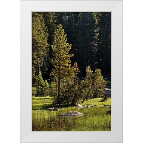 Rocks and grass at first light-Tuolumne Meadows-Yosemite National Park-California White Modern Wood Framed Art Print by Jones, Adam