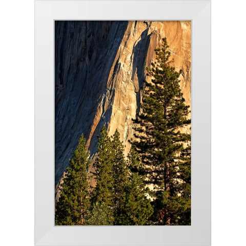 Pines at base of El Capitan-Yosemite National Park-California White Modern Wood Framed Art Print by Jones, Adam