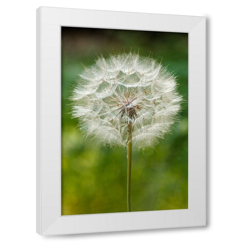 Purple Salsify seed head-Yosemite National Park-California White Modern Wood Framed Art Print by Jones, Adam