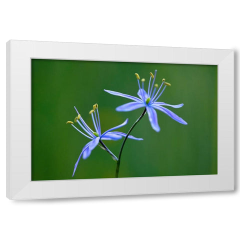 Indian Camas-Tuolumne Meadows-Yosemite National Park-California White Modern Wood Framed Art Print by Jones, Adam
