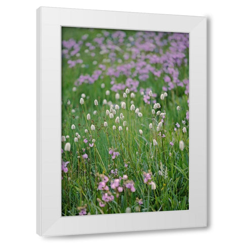 Bistort flowers Tuolumne Meadows-Yosemite National Park-California White Modern Wood Framed Art Print by Jones, Adam