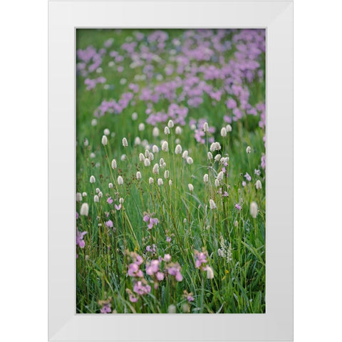 Bistort flowers Tuolumne Meadows-Yosemite National Park-California White Modern Wood Framed Art Print by Jones, Adam