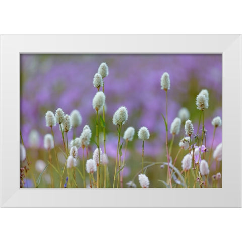 Bistort flowers Tuolumne Meadows-Yosemite National Park-California White Modern Wood Framed Art Print by Jones, Adam