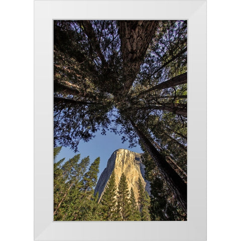 El Capitan through pine trees-Yosemite National Park-California White Modern Wood Framed Art Print by Jones, Adam