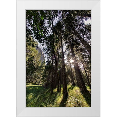 Sunlight through pine trees-Yosemite Valley-Yosemite National Park-California White Modern Wood Framed Art Print by Jones, Adam