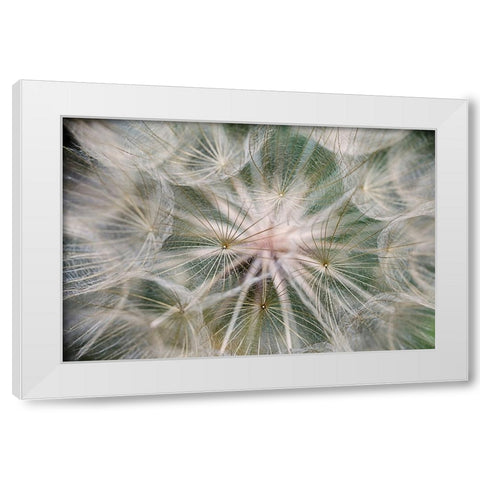 Purple Salsify seed head-Yosemite National Park-California White Modern Wood Framed Art Print by Jones, Adam