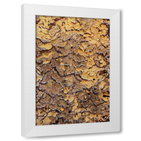 Pine bark pattern Yosemite National Park-California White Modern Wood Framed Art Print by Jones, Adam