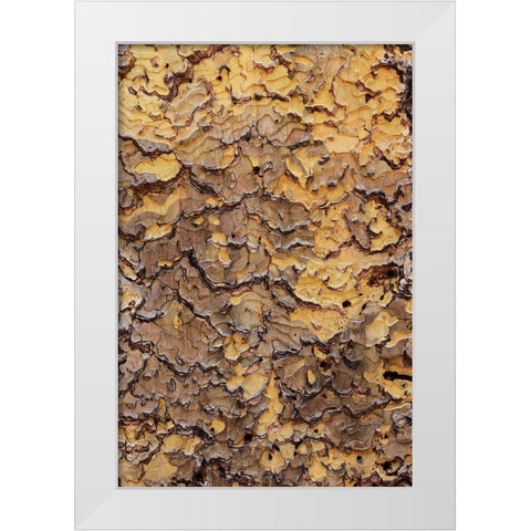 Pine bark pattern Yosemite National Park-California White Modern Wood Framed Art Print by Jones, Adam