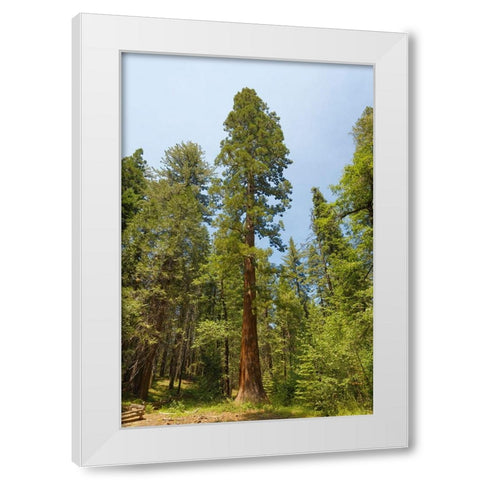 Giant sequoia tree-Yosemite National Park-California White Modern Wood Framed Art Print by Jones, Adam