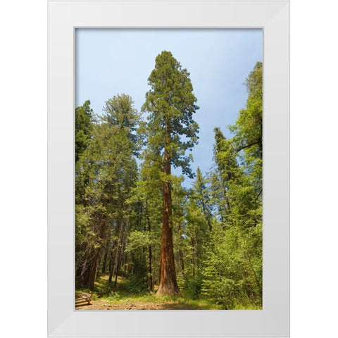 Giant sequoia tree-Yosemite National Park-California White Modern Wood Framed Art Print by Jones, Adam