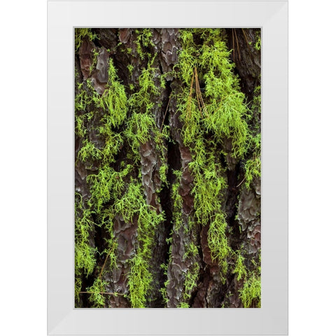 Green lichen growing on ancient giant sequoias-Yosemite National Park-California White Modern Wood Framed Art Print by Jones, Adam