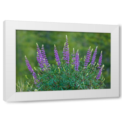 Sierra lupine-Tuolumne Meadows-Yosemite National Park-California White Modern Wood Framed Art Print by Jones, Adam