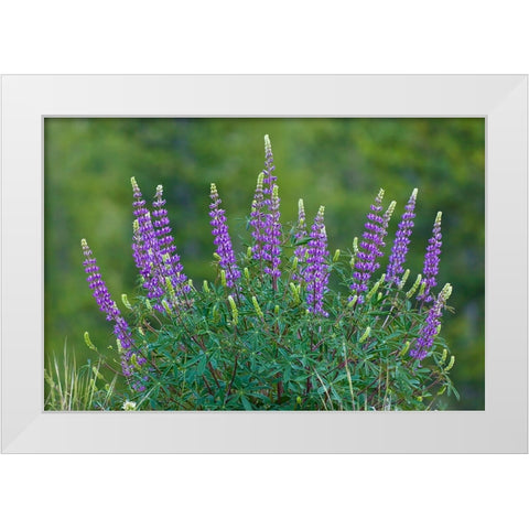 Sierra lupine-Tuolumne Meadows-Yosemite National Park-California White Modern Wood Framed Art Print by Jones, Adam