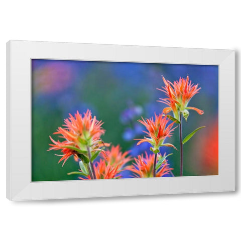 Red paintbrush-Yosemite National Park-California White Modern Wood Framed Art Print by Jones, Adam