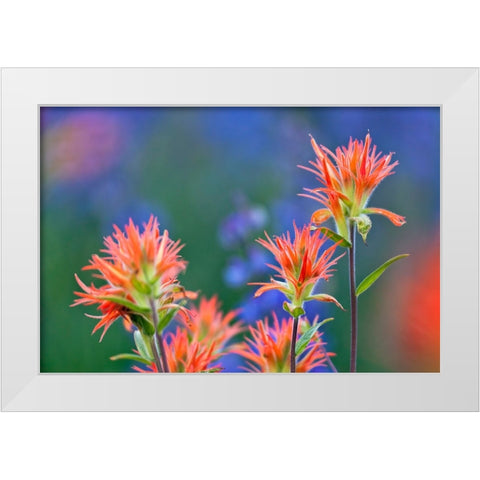 Red paintbrush-Yosemite National Park-California White Modern Wood Framed Art Print by Jones, Adam