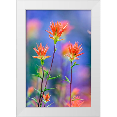 Red paintbrush-Yosemite National Park-California White Modern Wood Framed Art Print by Jones, Adam