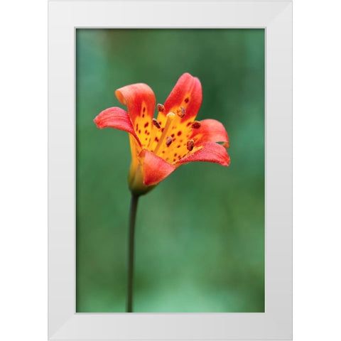 Alpine lily-Yosemite National Park-California White Modern Wood Framed Art Print by Jones, Adam