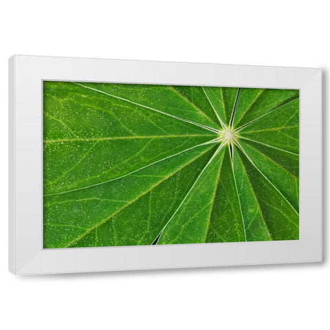 Pattern in lupine leaves-Yosemite National Park-California White Modern Wood Framed Art Print by Jones, Adam