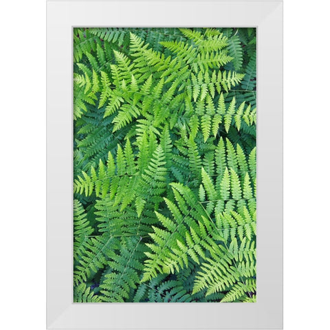 Fern pattern in forest-Yosemite National Park-California White Modern Wood Framed Art Print by Jones, Adam