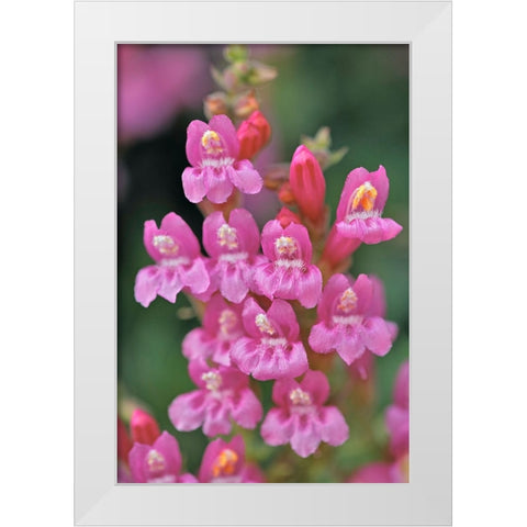 Mountain pride-Yosemite National Park-California White Modern Wood Framed Art Print by Jones, Adam