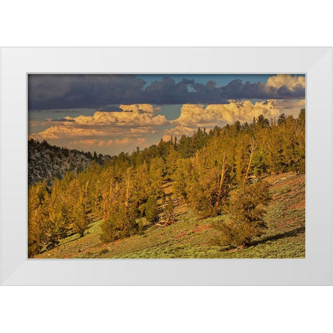 Bristlecone pine forest at sunset-White Mountains-Inyo National Forest-California White Modern Wood Framed Art Print by Jones, Adam
