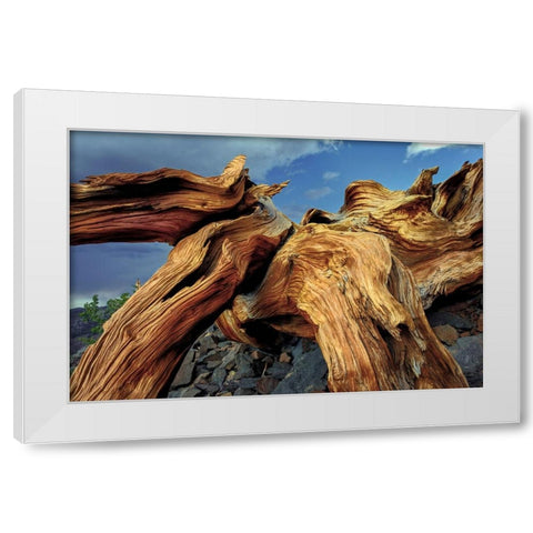 Bristlecone pine roots-White Mountains-Inyo National Forest-California White Modern Wood Framed Art Print by Jones, Adam