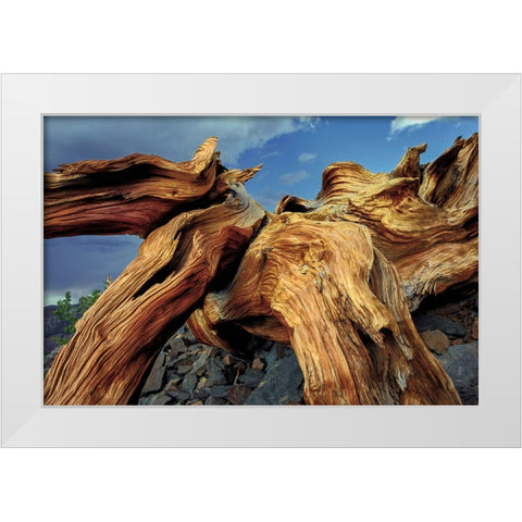 Bristlecone pine roots-White Mountains-Inyo National Forest-California White Modern Wood Framed Art Print by Jones, Adam