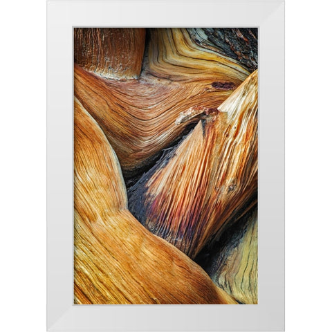 Bristlecone pine roots-White Mountains-Inyo National Forest-California White Modern Wood Framed Art Print by Jones, Adam