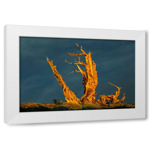Bristlecone pine at sunset-White Mountains-Inyo National Forest-California White Modern Wood Framed Art Print by Jones, Adam